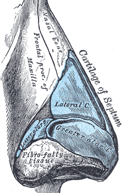 Nose image - click here to go to a download page